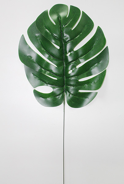 monstera plant for sale