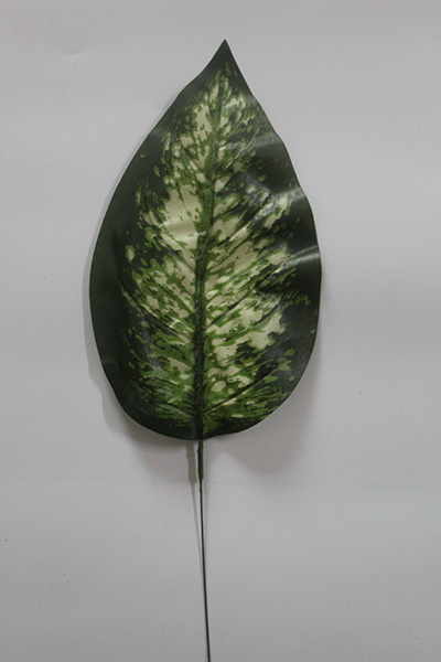 pothos leaves curling