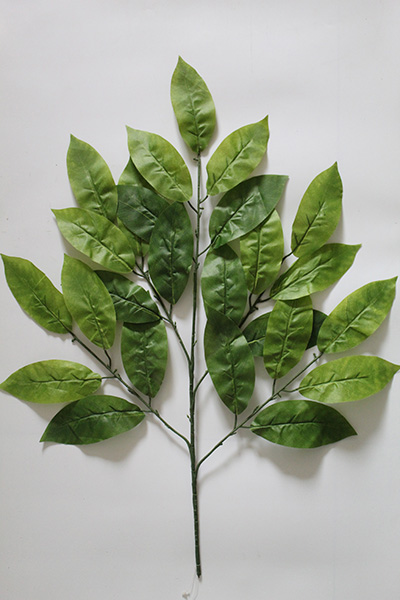 a mango tree leaves