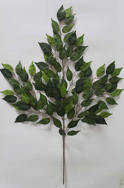 ficus benjamina small leaves