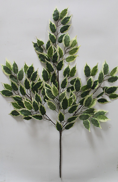 ficus benjamina variegated