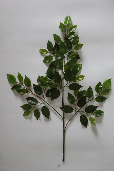 ficus benjamina for sale