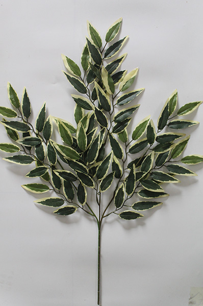 ficus benjamina variegata indoor