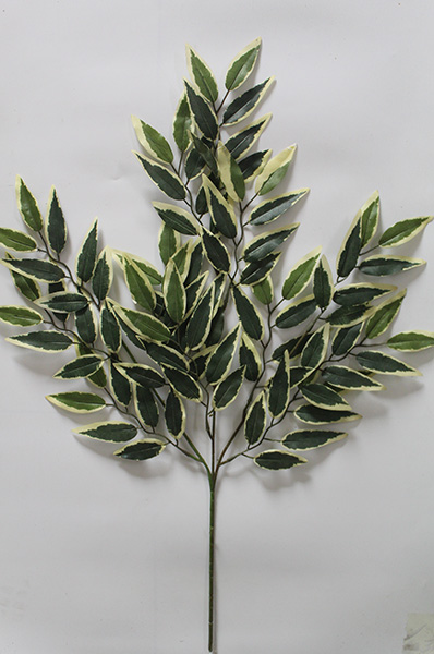 ficus benjamina variegata bonsai