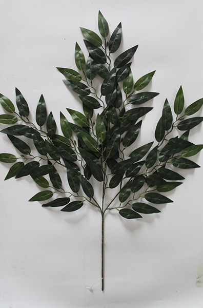 ficus benjamina vivian