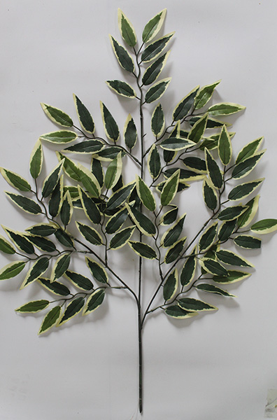 ficus benjamina variegata