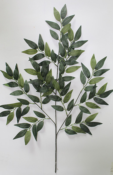 ficus benjamina leaf margin