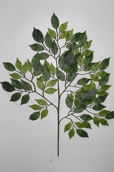 ficus benjamina green