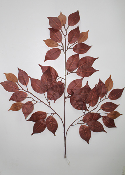 ficus benjamina brown leaves