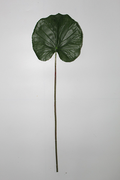 lotus leaf uses